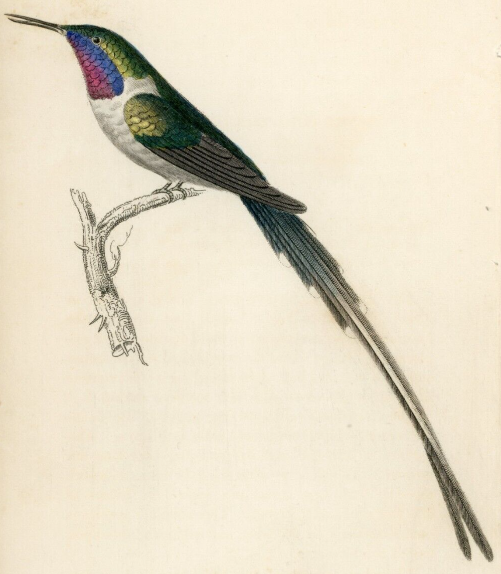 1833 Cora Hummingbird Hand-Colored Steel Engraving Jardine Lizars