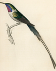 1833 Cora Hummingbird Hand-Colored Steel Engraving Jardine Lizars