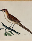 1789 Double-Streaked Warbler Shaw & Nodder Hand Colored Copperplate Engraving