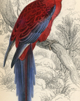 1836 Pennantian Broad-Tail Hand-Colored Engraving Jardine Lizars - Parrots