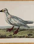 1789 Southern Sheathbill Shaw & Nodder Hand Colored Copper Engraving