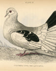 1835 Broad or Fan-Tailed Shaker Hand-Colored Engraving Jardine Lizars - Pigeons