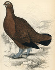 1834 Red Grouse Hand-Colored Engraving Jardine Lizars - Game Birds