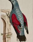 1789 Wall Creeper Shaw & Nodder Hand Colored Copper Engraving