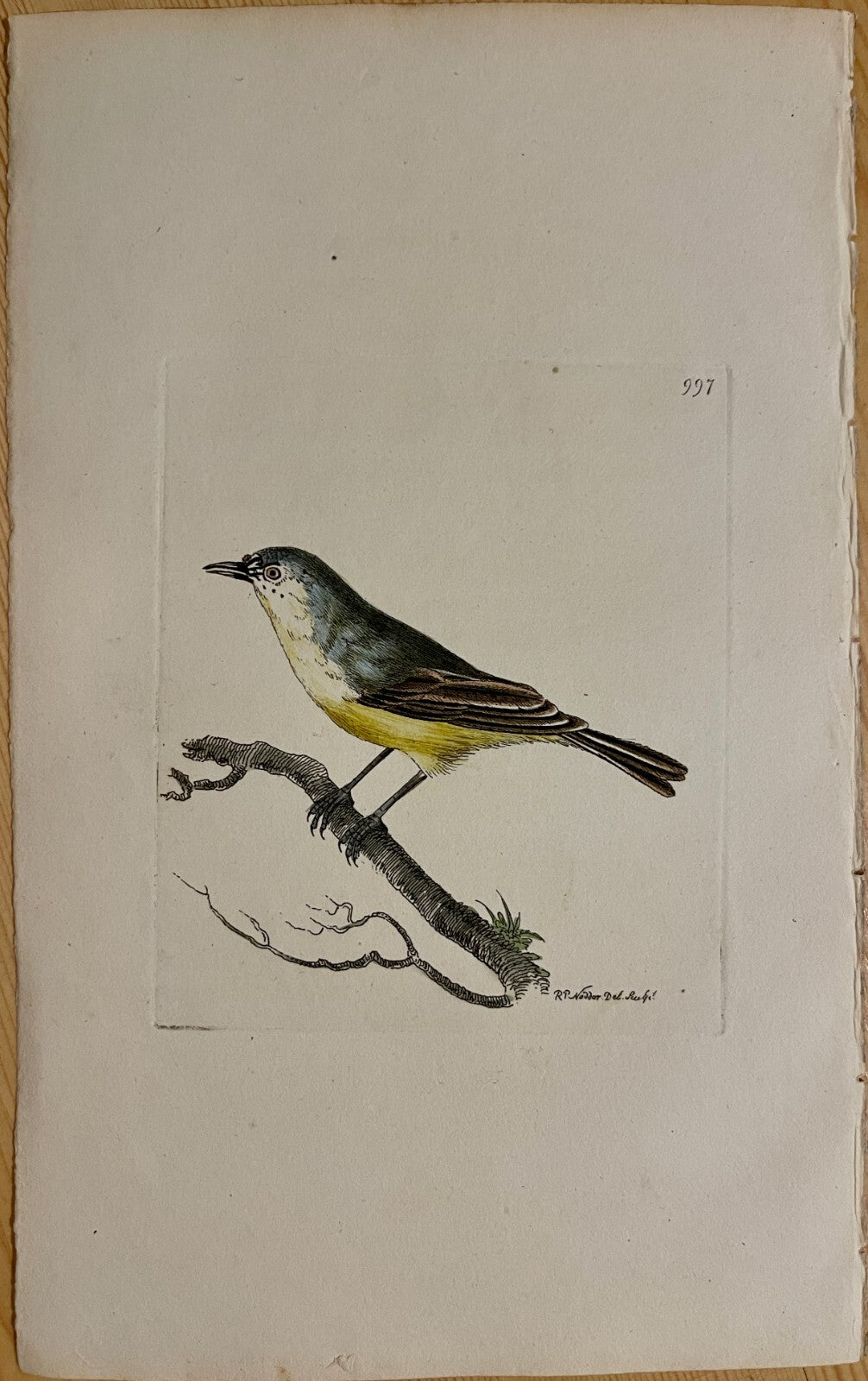1789 Minute Warbler Bird Shaw & Nodder Hand Colored Copperplate Engraving