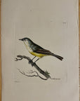 1789 Minute Warbler Bird Shaw & Nodder Hand Colored Copperplate Engraving