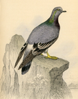 1835 Bisset or Wild Rock Pigeon Hand-Colored Engraving Jardine Lizars - Pigeons