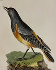 1789 Watchful Thrush Shaw & Nodder Hand Colored Copperplate Engraving