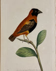 1789 Red and Black Manakin Shaw & Nodder Hand Colored Copper Engraving