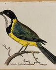 1789 Doubtful Motacilla Shaw & Nodder Hand Colored Copperplate Engraving