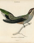 1833 Scaly-Backed Hummingbird Hand-Colored Engraving Jardine Lizars