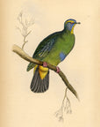 1835 Blue-Capped Turteline Hand-Colored Engraving Jardine Lizars - Pigeons