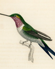 1833 Amethystine Hummingbird Hand-Colored Engraving Jardine Lizars