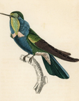 1833 Natterer's Hummingbird Hand-Colored Steel Engraving Jardine Lizars