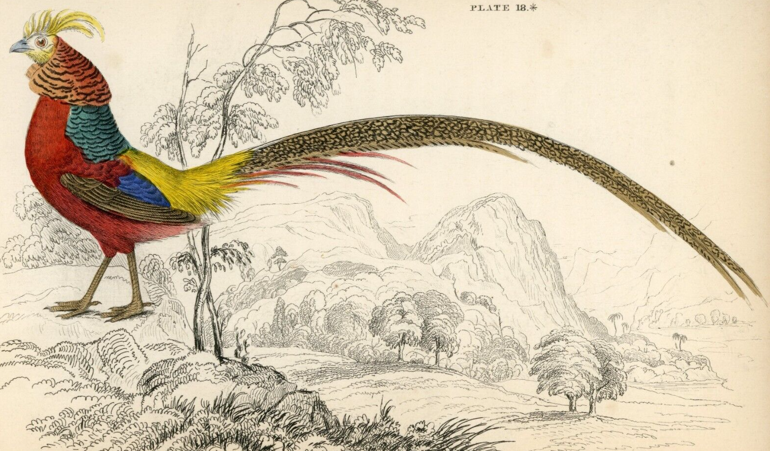 1834 The Golden Pheasant Hand-Colored Steel Engraving Jardine Lizars