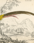 1834 The Golden Pheasant Hand-Colored Steel Engraving Jardine Lizars