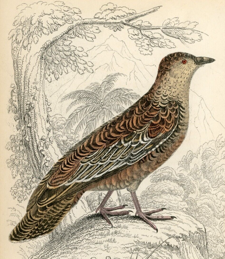 1834 Roufus-Bellied Seedsnipe Hand-Colored Engraving Jardine Lizars - Game Birds