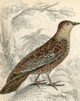 1834 Roufus-Bellied Seedsnipe Hand-Colored Engraving Jardine Lizars - Game Birds