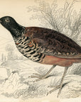 1834 Black-Necked Ortygis Hand-Colored Engraving Jardine Lizars - Game Birds