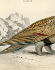 1834 Sand Grouse Hand-Colored Engraving Jardine Lizars - Game Birds