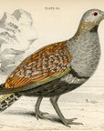 1834 Crested Partridge Hand-Colored Engraving Jardine Lizars - Game Birds