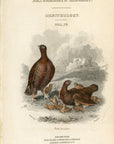 1834 Red Grouse Hand-Colored Frontispiece Jardine Lizars Ornithilogy Vol. IV