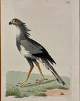 1789 African Snake-Eater Shaw & Nodder Hand Colored Copperplate Engraving