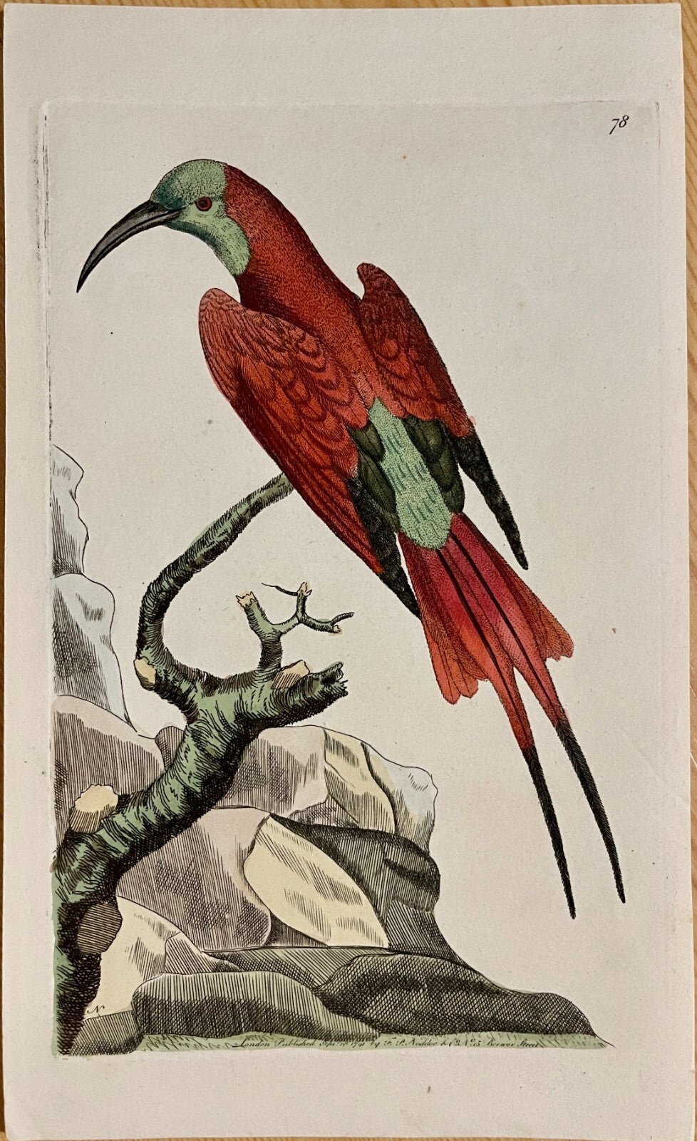 1789 Superb Bee-Eater Shaw & Nodder Hand Colored Copperplate Engraving