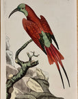 1789 Superb Bee-Eater Shaw & Nodder Hand Colored Copperplate Engraving