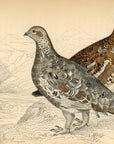 1834 Rock Ptarmigan Hand-Colored Engraving Jardine Lizars - Game Birds
