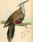 1835 Crested Turtle Pigeon Hand-Colored Engraving Jardine Lizars - Pigeons