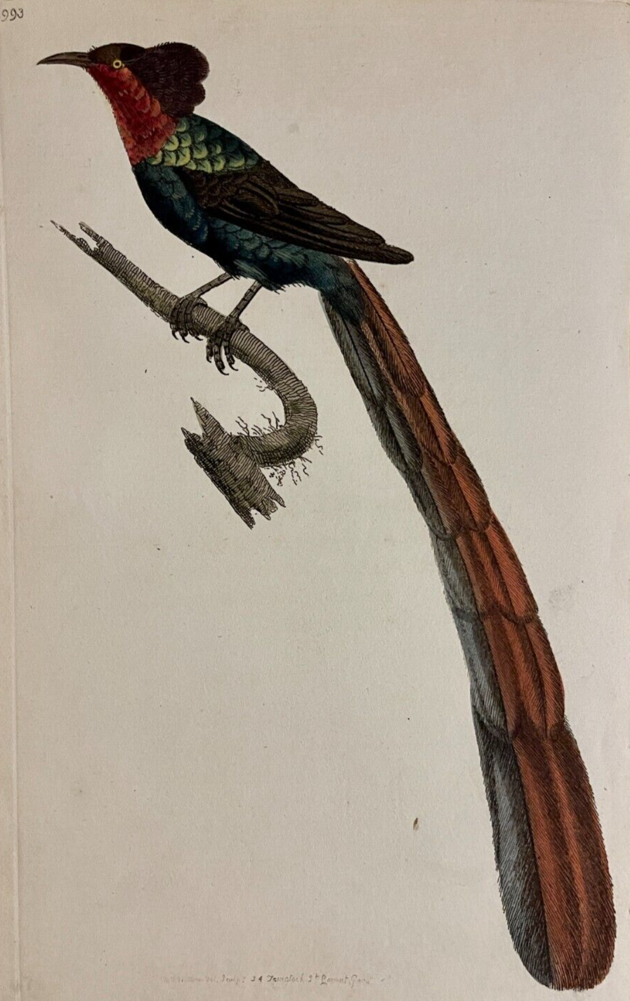 1789 Gorget Paradise Bird Shaw & Nodder Hand Colored Copperplate Engraving
