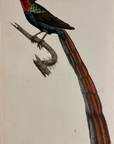 1789 Gorget Paradise Bird Shaw & Nodder Hand Colored Copperplate Engraving
