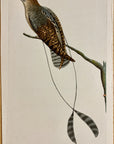 1789 Long-Shafted Goatsucker Shaw & Nodder Hand Colored Copper Engraving