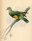 1835 Purple-Crowned Turteline Hand-Colored Engraving Jardine Lizars - Pigeons