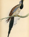 1835 Cape Turtle Dove Hand-Colored Engraving Jardine Lizars - Pigeons