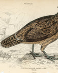 1834 Impeyan Lophophorus (Female) Hand-Colored Steel Engraving Jardine Lizars