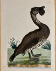 1789 Lobated Duck Shaw & Nodder Hand Colored Copper Engraving