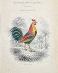 1834 Bankiva Cock Hand-Colored Frontispiece Jardine Lizars Ornithilogy Vol. 3