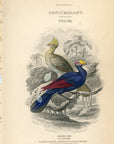 1837 Senegal Touraco / Violet Plantain Eater HC Frontispiece Jardine Lizars V7-2