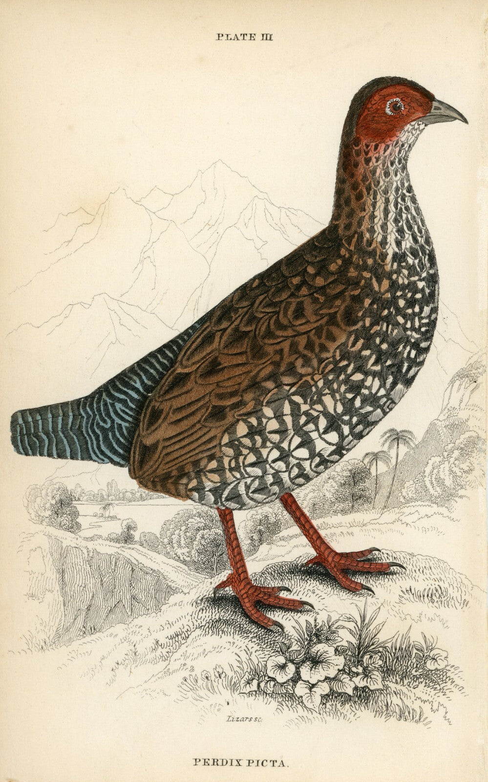1834 Painted Partridge Hand-Colored Steel Engraving Jardine Lizars - Game Birds