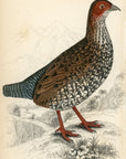 1834 Painted Partridge Hand-Colored Steel Engraving Jardine Lizars - Game Birds