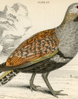 1834 Crested Partridge Hand-Colored Engraving Jardine Lizars - Game Birds