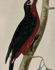 1789 Portorico Woodpecker Shaw & Nodder Hand Colored Copperplate Engraving