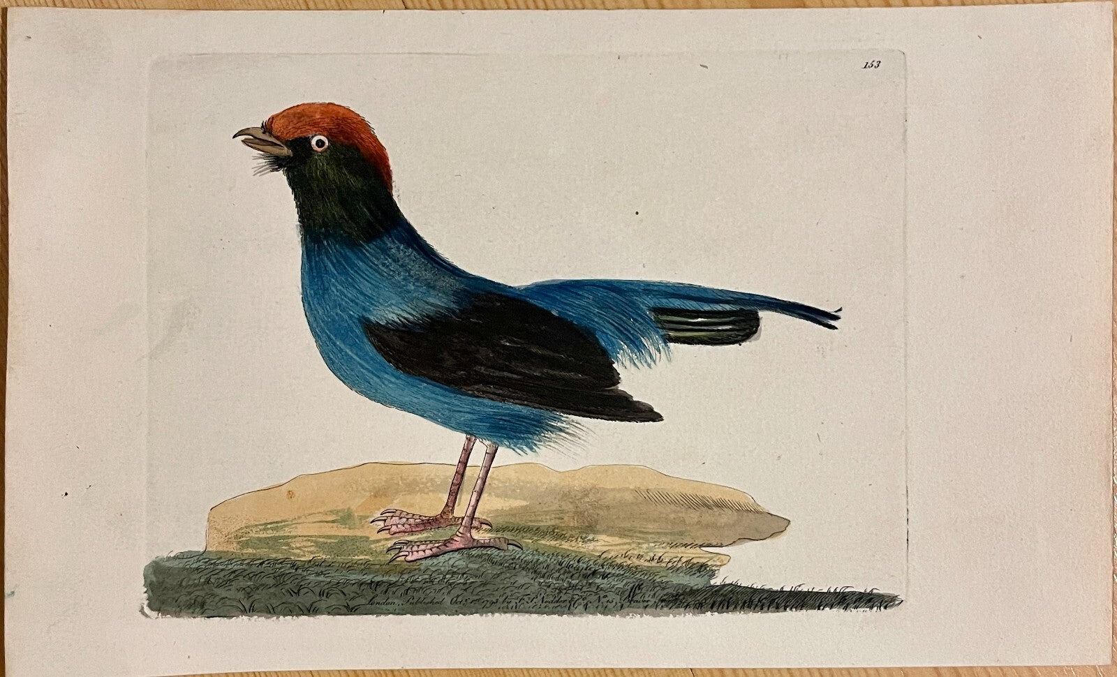 1789 Long-Tailed Manakin Shaw & Nodder Hand Colored Copper Engraving