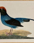 1789 Long-Tailed Manakin Shaw & Nodder Hand Colored Copper Engraving