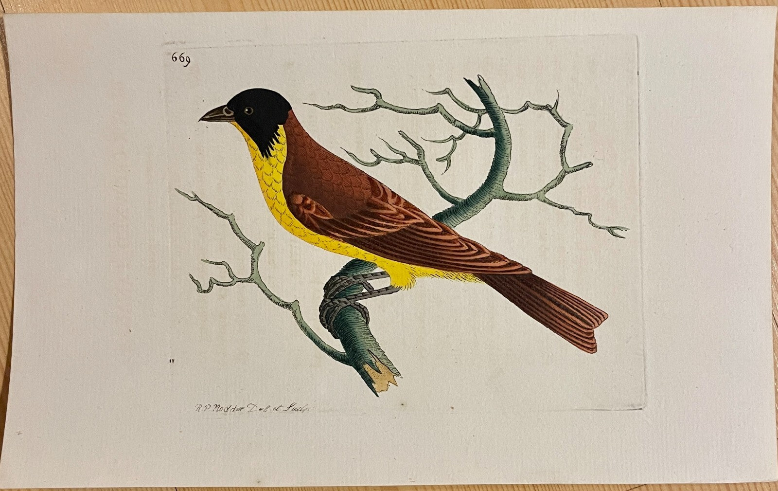 1789 Black-Crowned Tanager Shaw & Nodder Hand Colored Copperplate Engraving