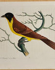 1789 Black-Crowned Tanager Shaw & Nodder Hand Colored Copperplate Engraving