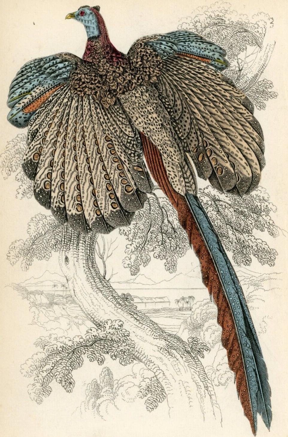 1834 Argus Pheasant or Gigantic Argus Hand-Colored Engraving Jardine Lizars