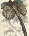 1834 Argus Pheasant or Gigantic Argus Hand-Colored Engraving Jardine Lizars
